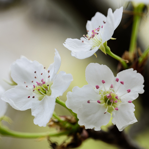 蜜芽国产成人精品区
